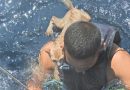 Ταϊλάνδη : Το Πολεμικό Ναυτικό σώζει γάτες από βυθιζόμενο πλοίο