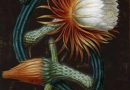 «The Botanical Mind Online»: Ένα διαδικτυακό πρότζεκτ για τη σημασία των φυτών για τον άνθρωπο
